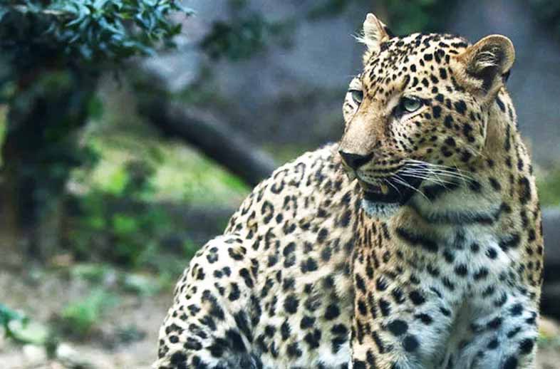 喜讯！在成都优威红外触发相机数月多次捕捉到野生保护动物金钱豹珍贵影像