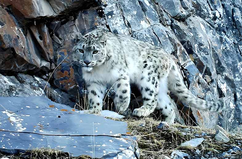 红外相机助力雪豹保护监测工作，守护“雪山之王”的家园