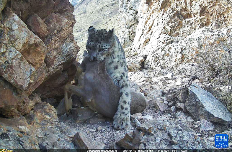 优威野保相机惊艳捕捉：雪豹“吃播”画面在甘肃尕海则岔保护区曝光