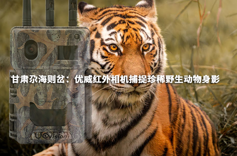 甘肃尕海则岔：优威红外相机捕捉珍稀野生动物身影