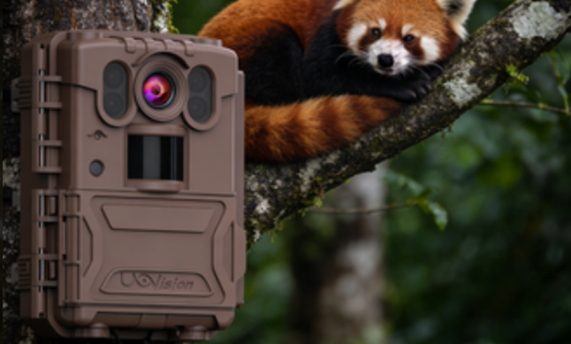 优威红外相机在高黎贡山成功捕捉到小熊猫全家野外觅食的温馨画面